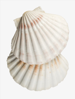 白色贝壳白色扇形贝壳实物高清图片