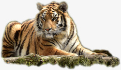 趴在地上的老虎趴在木头上的老虎高清图片