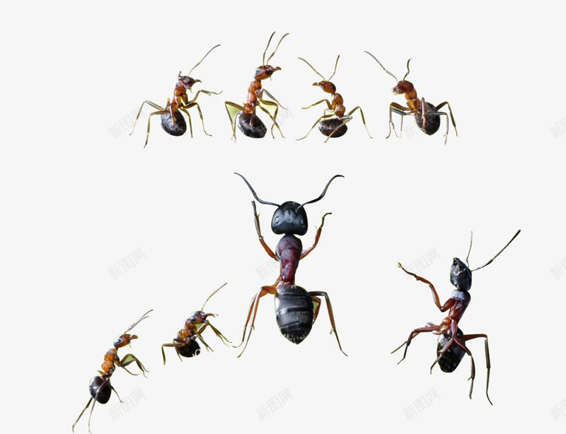 蚂蚁png免抠素材_新图网 https://ixintu.com 合作 团队的力量 虫 蝼蚁