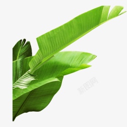 绿色竹叶子装饰配景装饰图安嫩绿色叶子高清图片