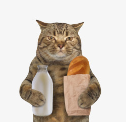 面粉制品宠物小猫拿着一瓶牛奶和一袋面包高清图片