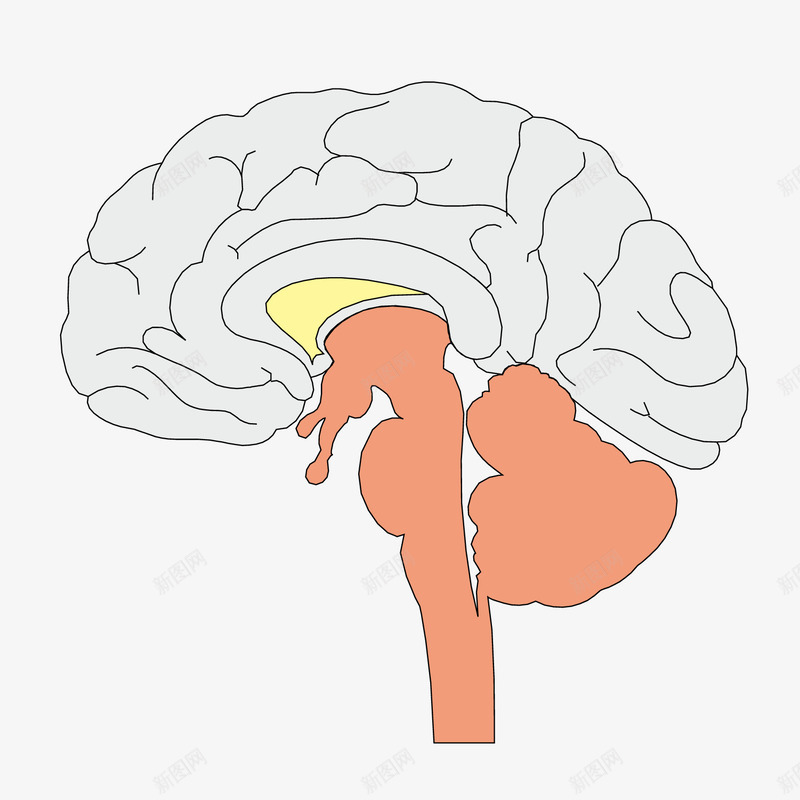 最强大脑脑垂体发育png免抠素材_新图网 https://ixintu.com 人脑图 发育 大脑 最强 最强大脑 脑垂体