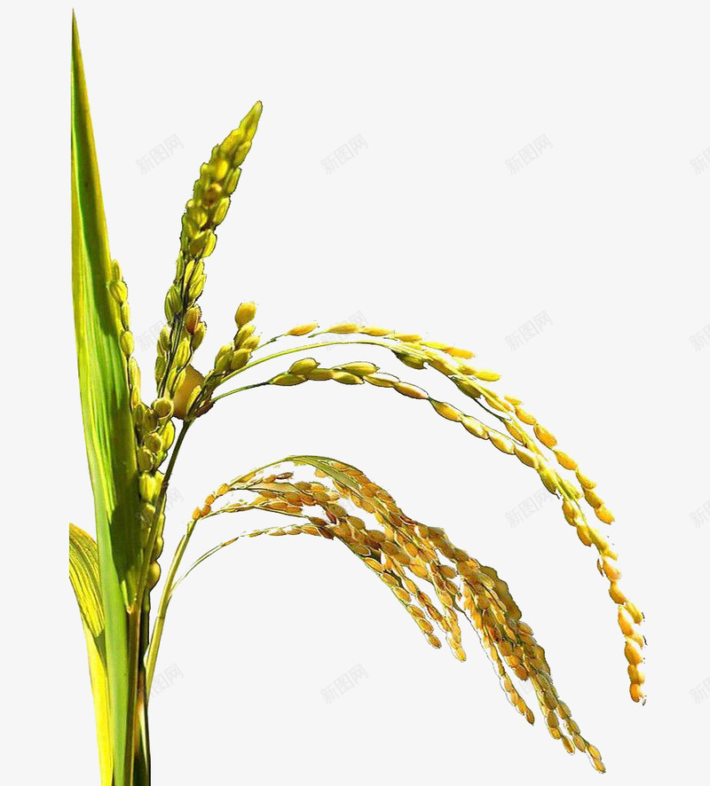 水稻png免抠素材_新图网 https://ixintu.com 水稻 种植 稻子 绿色 绿色水稻