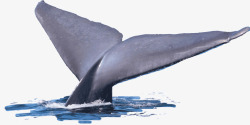 鲸鱼尾巴创意合成摄影鲸鱼的尾巴高清图片