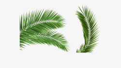 袖珍椰子叶子椰树片高清图片