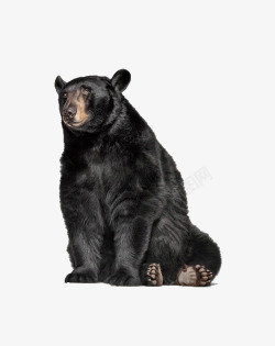 野生动物黑色黑色的狗熊高清图片