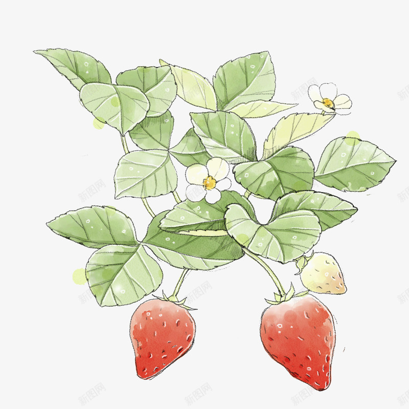 草本植物绿叶草莓png免抠素材_新图网 https://ixintu.com 卡通手绘 植物 水彩画 绿叶 草莓 装饰图案