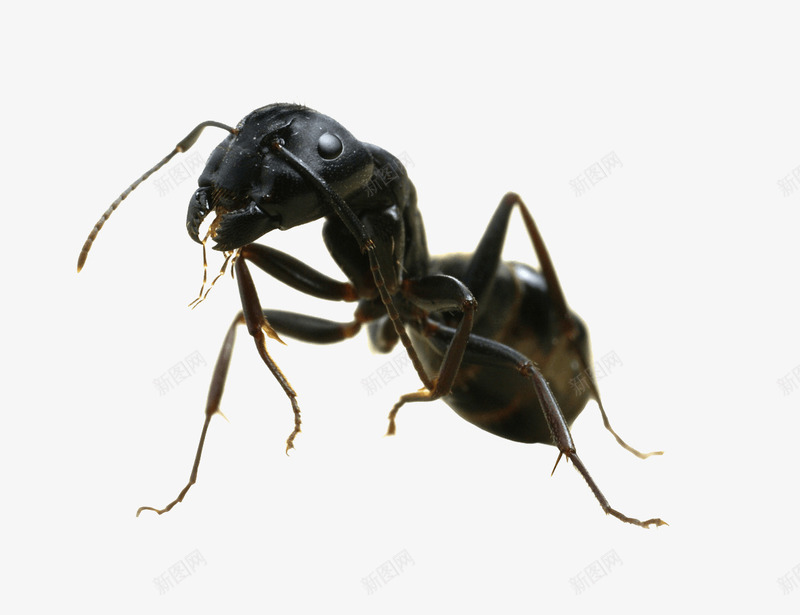 一小只蚂蚁png免抠素材_新图网 https://ixintu.com 动物 动物世界 动物园 励志蚂蚁 实物 昆虫 生物 蚂蚁 蝼蚁