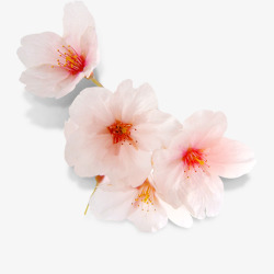 梅花花朵韩食装饰花朵装饰高清图片