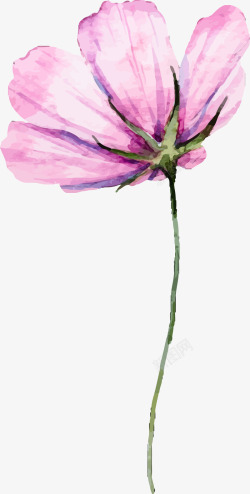 罂粟花手绘水彩罂粟花花朵图矢量图高清图片