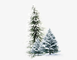 下雪圣诞树冬天的松树高清图片
