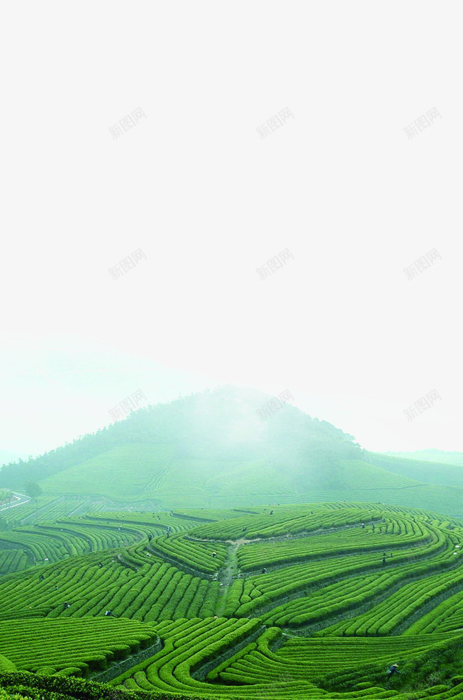 茶园png免抠素材_新图网 https://ixintu.com 山丘 绿色 茶叶 风景