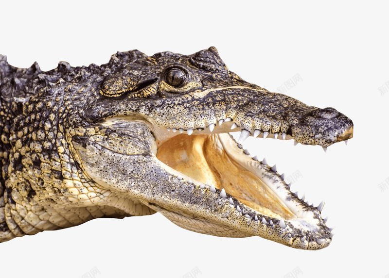 鳄鱼的大头png免抠素材_新图网 https://ixintu.com 动物 动物世界 动物园 实物 水生生物 生物 鳄鱼