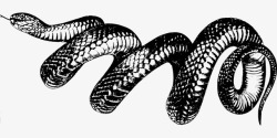 动物世界孤独黑白蛇素材
