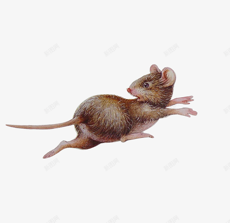 动物老鼠png免抠素材_新图网 https://ixintu.com 动物 坐着抬起一只爪子的 老鼠 老鼠抬脚 逃跑的老鼠 透明图 高清