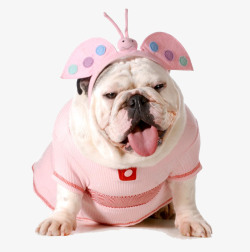医院异形展板粉色衣服小狗高清图片