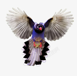 紫色凤尾鸟素材