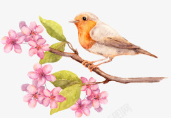 小鸟水彩手绘水彩梅花小鸟高清图片