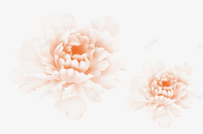 半透明的粉色牡丹花png免抠素材_新图网 https://ixintu.com 半透明 牡丹花 粉牡丹 粉色 花卉 花朵