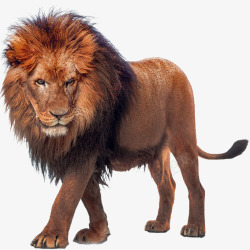动物非洲非洲雄狮高清图片