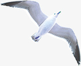 禽兽海鸥高清图片