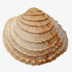 海螺贝壳贝壳高清图片