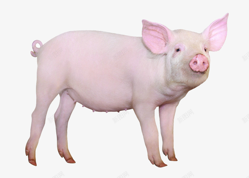 仰望的猪png免抠素材_新图网 https://ixintu.com  粉色猪 产品实物 仰望 动物 哺乳动物 大肥猪 家畜 