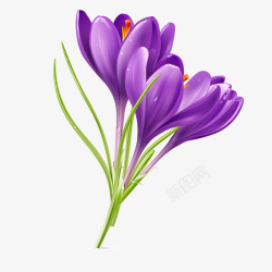 简单大气折页手绘紫色藏红花高清图片