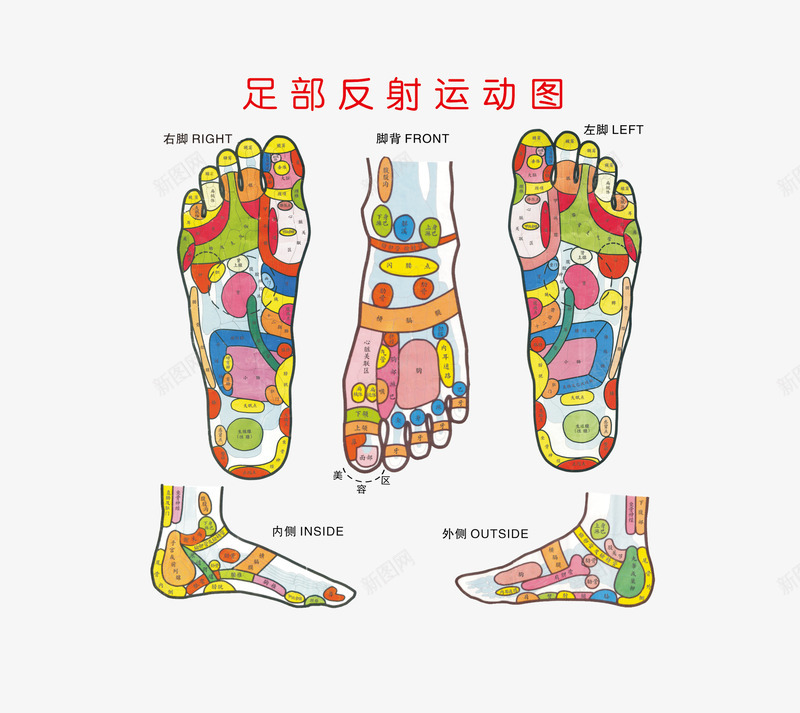 足浴png免抠素材_新图网 https://ixintu.com 粉嫩足底 脚底穴位 足底穴位图 足浴 足部反射运动图