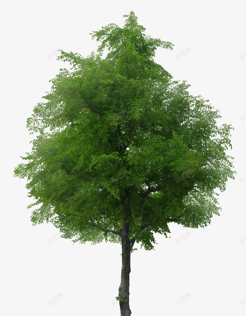 好树一棵png免抠素材_新图网 https://ixintu.com 一棵 树叶 树木