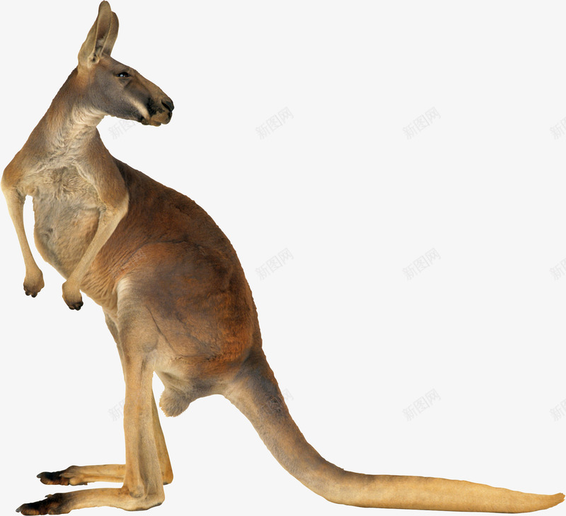 澳大利亚澳洲动物袋鼠png免抠素材_新图网 https://ixintu.com kangaroo 动物 澳大利亚 袋鼠