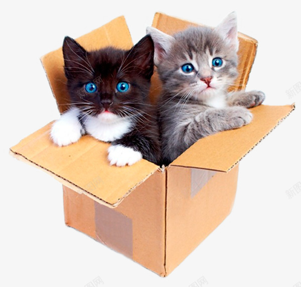 可爱猫猫png免抠素材_新图网 https://ixintu.com 动物 可爱 盒子