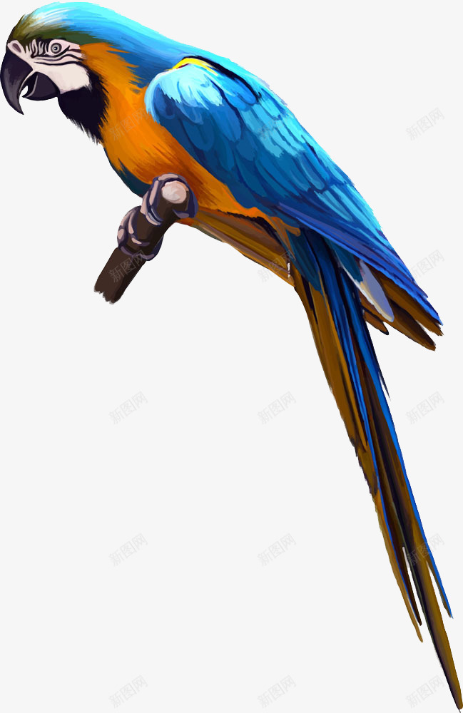 树枝上的鹦鹉png免抠素材_新图网 https://ixintu.com 动物 多色 蓝色 鸟类