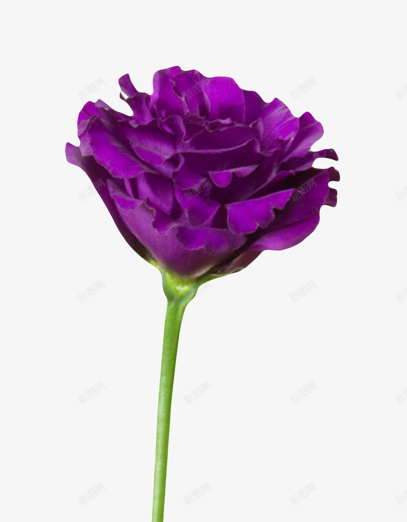 紫色有观赏性盛开的一朵大花实物png免抠素材_新图网 https://ixintu.com 一朵大花 开苞 植物界 种类 聚合 花冠 花卉 花梗 花萼 草本植物