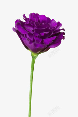 花梗紫色有观赏性盛开的一朵大花实物高清图片