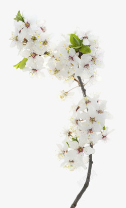 白色桃花素材白色樱花桃花高清图片