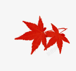 红色标本红色枫叶高清图片