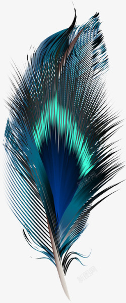 蓝色凤凰动物的羽毛高清图片