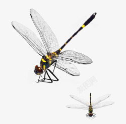 灰色翅膀蜻蜓蜻蜓高清图片