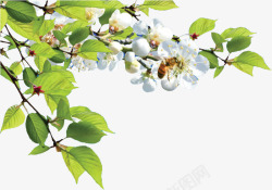 春天绿色装饰小草白色清新树叶花朵高清图片