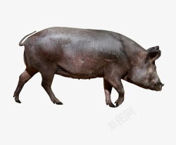 牲畜实物黑毛猪侧面高清图片