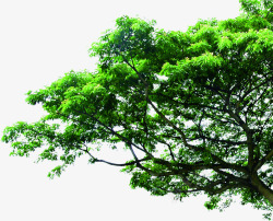 生命之树盛夏的大树高清图片