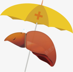 伞肝肝脏保护伞的高清图片