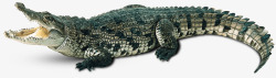 小清新鳄鱼动物园水生鳄鱼高清图片