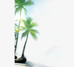数额海边沙滩椰子树高清图片