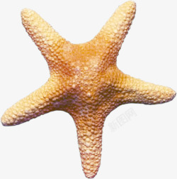 海派星海洋生物高清图片
