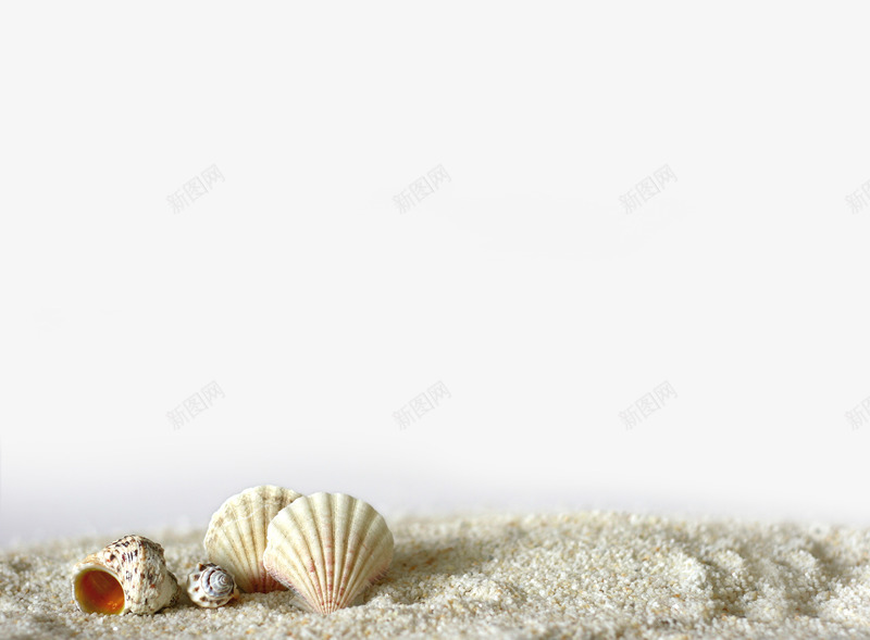 沙滩贝壳png免抠素材_新图网 https://ixintu.com 沙子 沙滩 海螺 贝壳