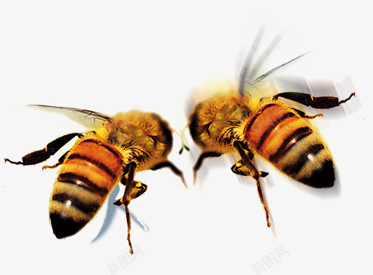 透明黄色小蜜蜂png免抠素材_新图网 https://ixintu.com 蜂类 蜜蜂 透明 黄色