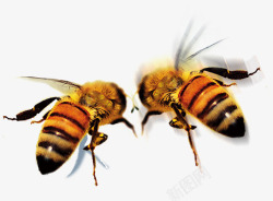 透明黄色小蜜蜂素材