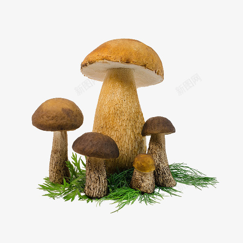 蘑菇草png免抠素材_新图网 https://ixintu.com png 植物 草 蘑菇 装饰